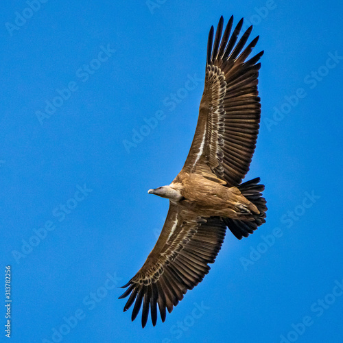 Griffon vulture, Gyps fulvus in Monfrague National Park. Extremadura, Spain photo