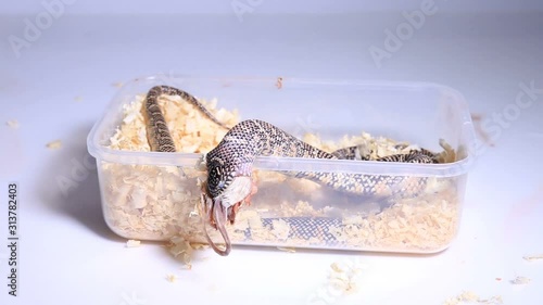 Lampropeltis getula meansi, commonly known as Apalachicola Kingsnake