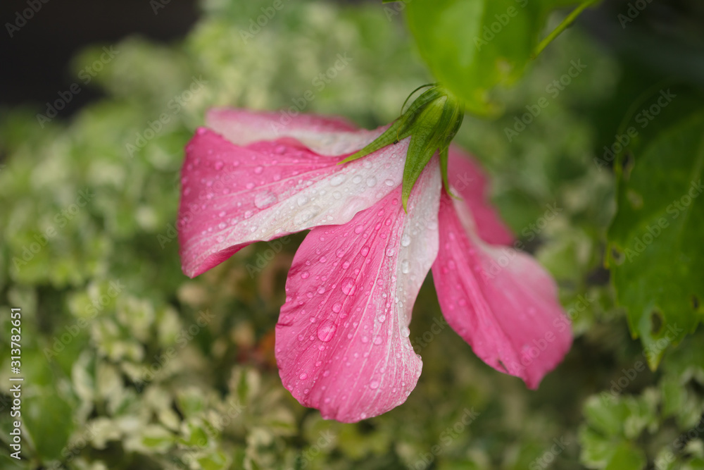 Beautiful red-white flower with rain drops on petals Beautiful red-white flower with rain drops on petals