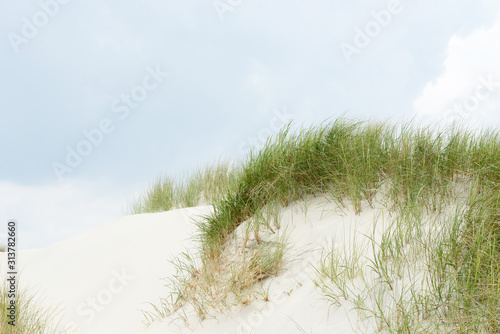 Fototapeta Naklejka Na Ścianę i Meble -  lyme grass on the sand dune