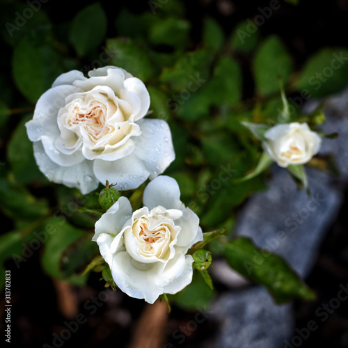Flowers of white roses in garden.