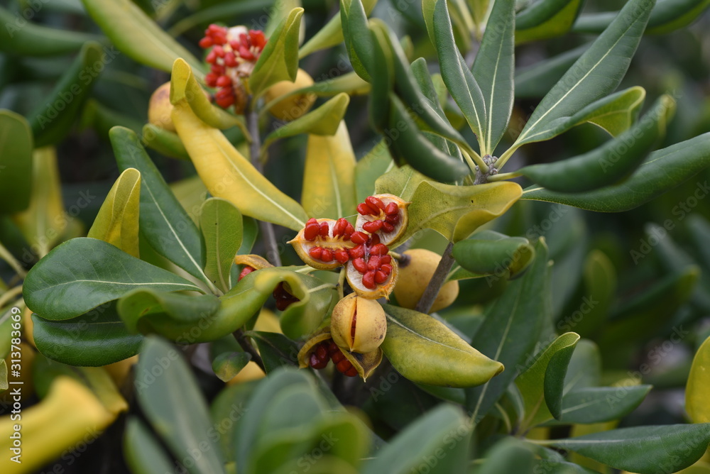 Pittosporum tobira fruits and seeds. Pittosporum tobira fruits and seeds.