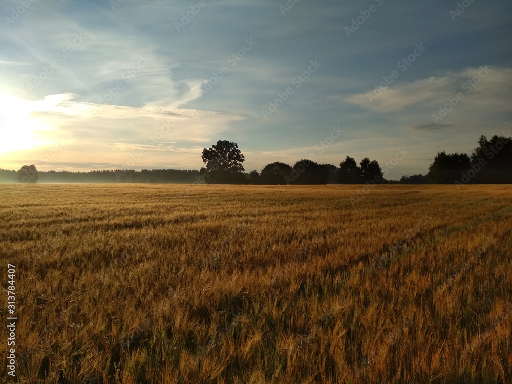 the sun, the sky, nature, cereals, morning, spikelets, dew the sun, the sky, nature, cereals, morning, spikelets, dew