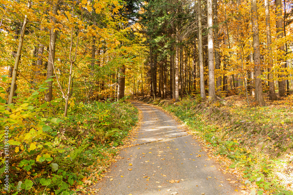 Autumn forest scenery with road of fall leaves & warm light illumining the gold foliage. Footpath in scene autumn forest nature. Vivid october day in colorful forest, maple autumn trees road fall way Autumn forest scenery with road of fall leaves & warm light illumining the gold foliage. Footpath in scene autumn forest nature. Vivid october day in colorful forest, maple autumn trees road fall way