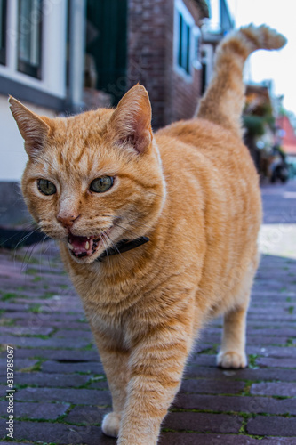 Miauende orange Katze in einer Seitenstraße in Holland
