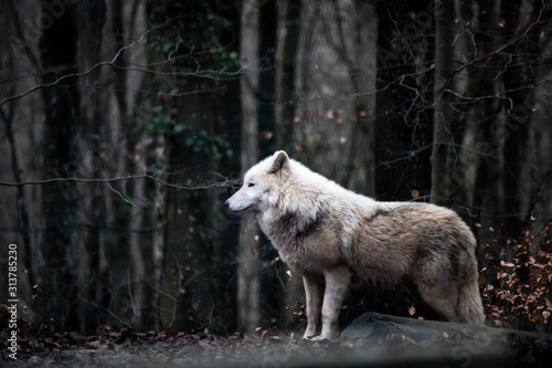 Weißer Polar Wolf vor dunklem Wald