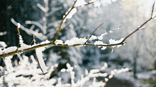tree branch covered in snow slow motion video 4k