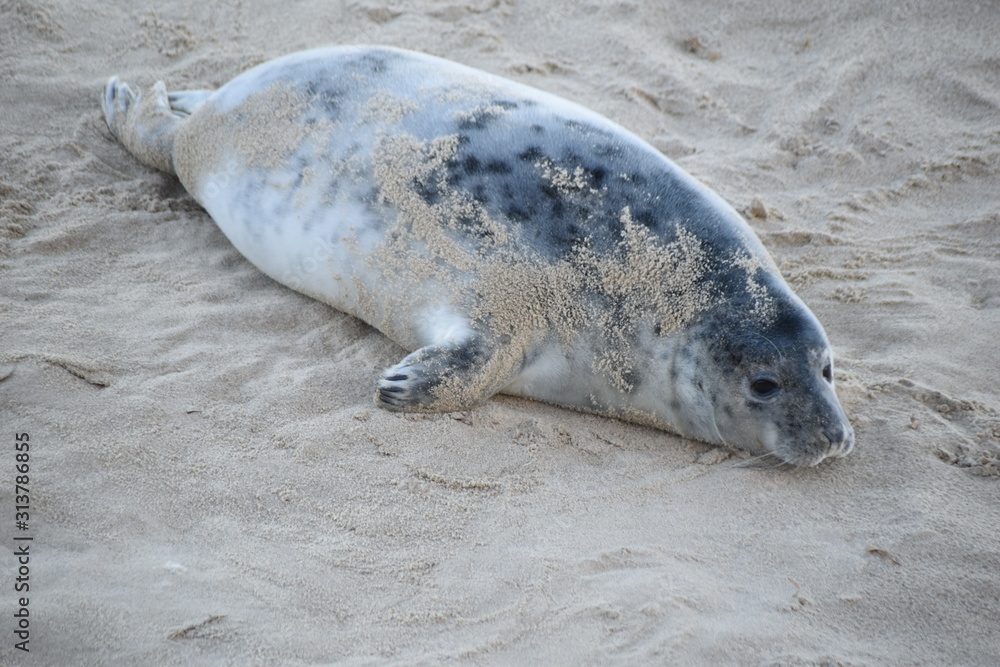 Horsey Gap seals and pups, winter 2020 - North Norfolk, England, UK Horsey Gap seals and pups, winter 2020 - North Norfolk, England, UK