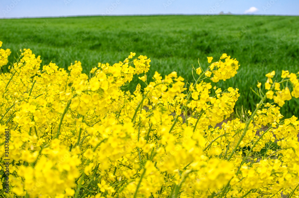 Yellow blooming canola close up. Rape on field in summer. Bright Yellow rapeseed oil. Flowering rapeseed. Selective focus image. Agricultural concept. Bright summer botanical backdrop. Copy space. Yellow blooming canola close up. Rape on field in summer. Bright Yellow rapeseed oil. Flowering rapeseed. Selective focus image. Agricultural concept. Bright summer botanical backdrop. Copy space.