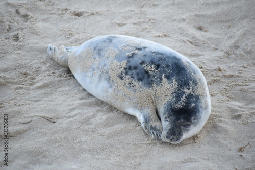 Horsey Gap seals and pups, winter 2020 - North Norfolk, England, UK
