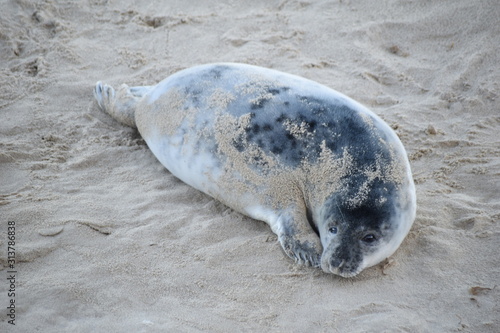 Horsey Gap seals and pups, winter 2020 - North Norfolk, England, UK