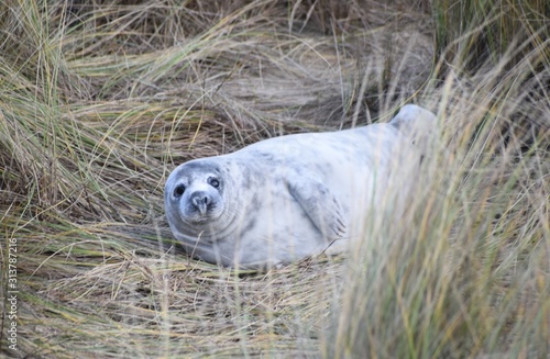 Horsey Gap seals and pups, winter 2020 - North Norfolk, England, UK