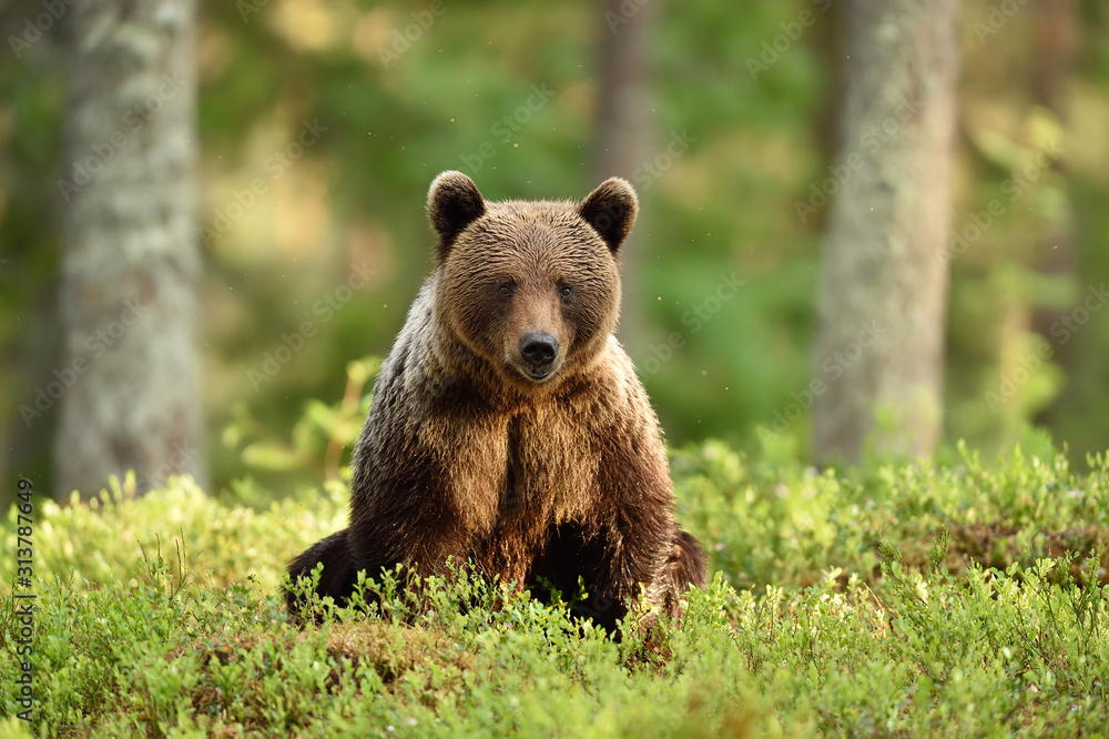 Fototapeta premium bear in a sunny forest