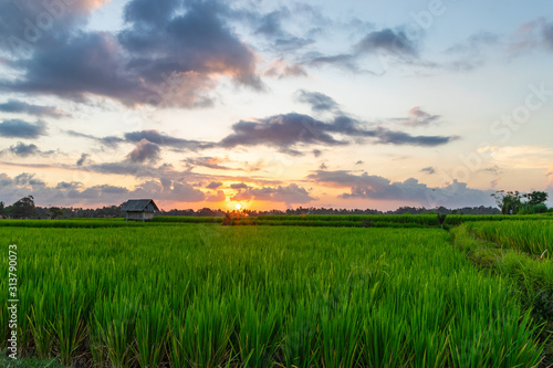 View of rice paddy field at sunset. Beautiful sky with sun and clouds. Bali island, Indonesia.