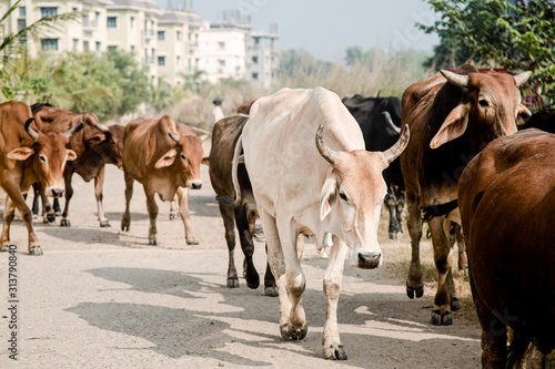 a herd of indian cows zebu goes to pasture