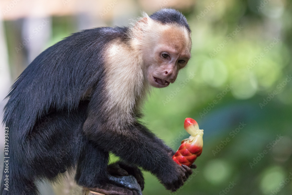 Fototapeta premium Portrait of Capuchin Monkey, Cahuita National Park, Costa Rica