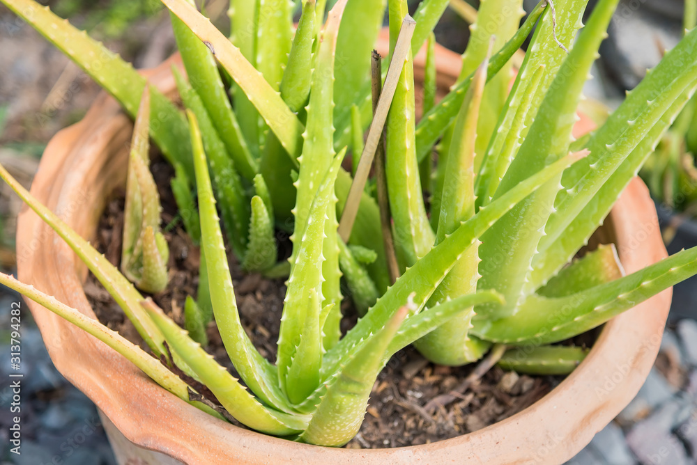 Aloe Vera plant, fresh leaf. tropical green plants.Herb gardening just only green plants in yard. Aloe Vera plant, fresh leaf. tropical green plants.Herb gardening just only green plants in yard.