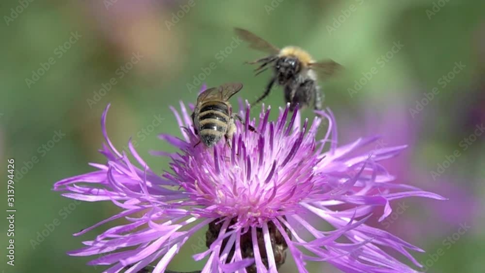 Slow Motion Video: Bumblebee drove the bee off the brown knapweed flower. Slowed down 16 times Slow Motion Video: Bumblebee drove the bee off the brown knapweed flower. Slowed down 16 times
