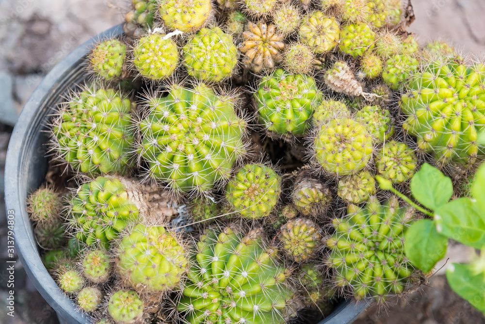 Selective focus close-up top-view shot on Golden barrel cactus cluster. well known species of cactus, endemic to east-central Mexico widely cultivated as an ornamental plant. Selective focus close-up top-view shot on Golden barrel cactus cluster. well known species of cactus, endemic to east-central Mexico widely cultivated as an ornamental plant.