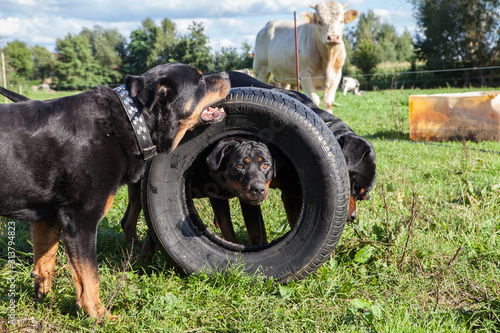 Rottweiler spielen