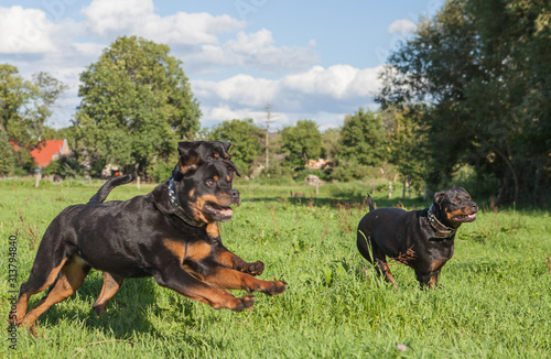 Rottweiler laufen über eine Weide