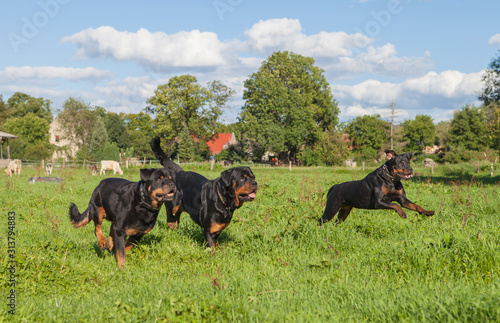Eine Gruppe Rottweiler beim spielen © Karsten Trampe