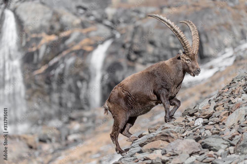 Ibex in the Alps mountains with waterfall in the background (Capra ibex)
