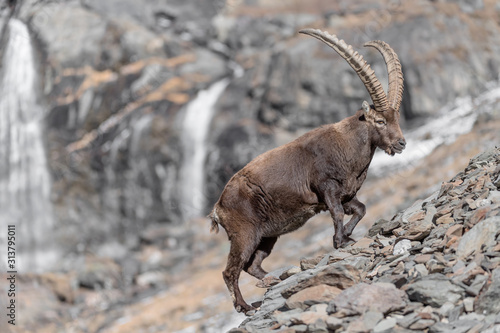 Ibex in the Alps mountains with waterfall in the background (Capra ibex) © manuel