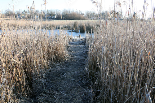 Fototapeta Naklejka Na Ścianę i Meble -  Path between the reeds. A fishing spot is visible in the distance.