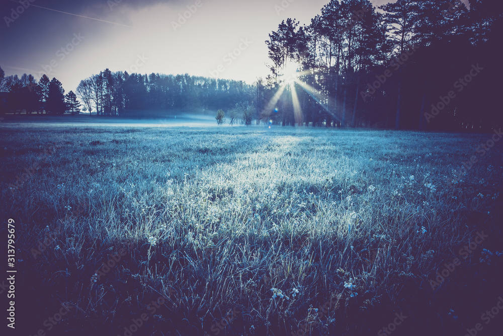closeup frosty grass, morning on meadow near forest, light effects of dawn sun - obrazy, fototapety, plakaty 