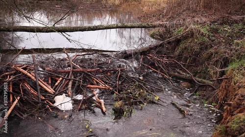 water flowing through a beaver dam on the river