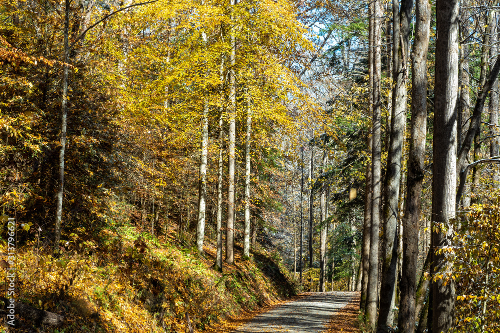 Fototapeta premium Fall in a North Carolina back country road