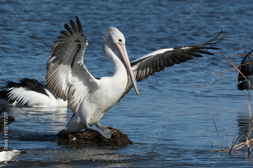 Australian Pelican, wings spread perched in a natural environment.