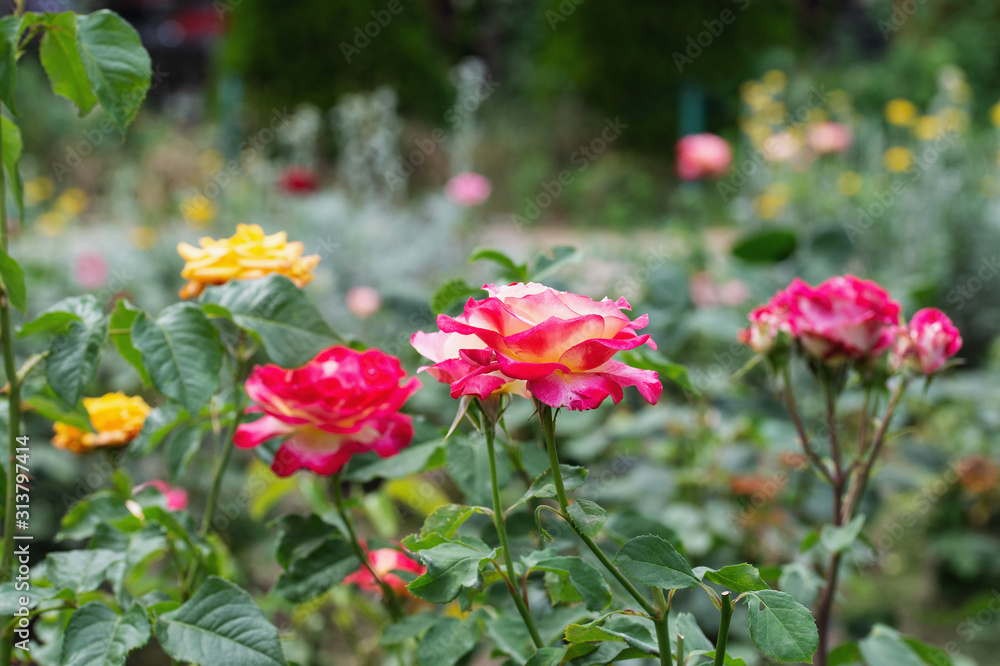 Flowerbed with flowers roses of different colors