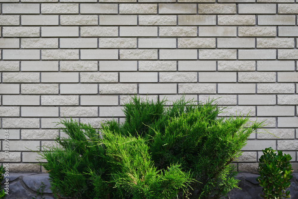 Background of white brick masonry and bush Background of white brick masonry and bush