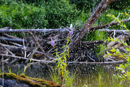 blooming purple flowers on log with moss  in middle of  river  in brilliant transparent spray of river water  in  sun.