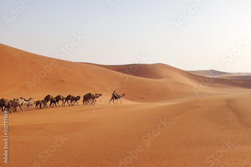 A herd of Arabian camels crossing the desert sand dunes of Riyadh, Saudi Arabia