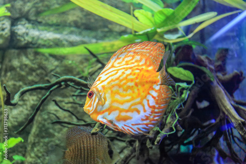 Colorful discus fish in an aquarium