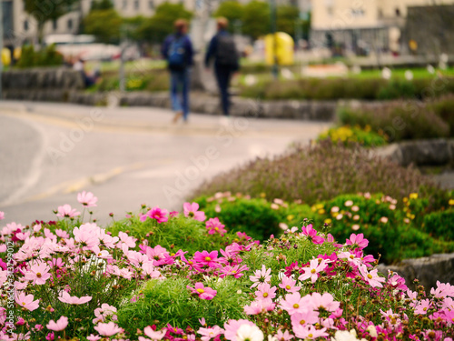 Flower bed in town in focus, Couple of people walking and town out of focus in the background. © mark_gusev