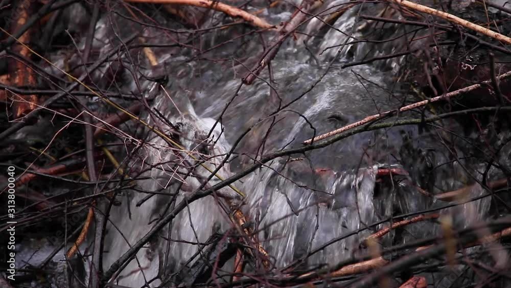 water flowing through a beaver dam on the river water flowing through a beaver dam on the river