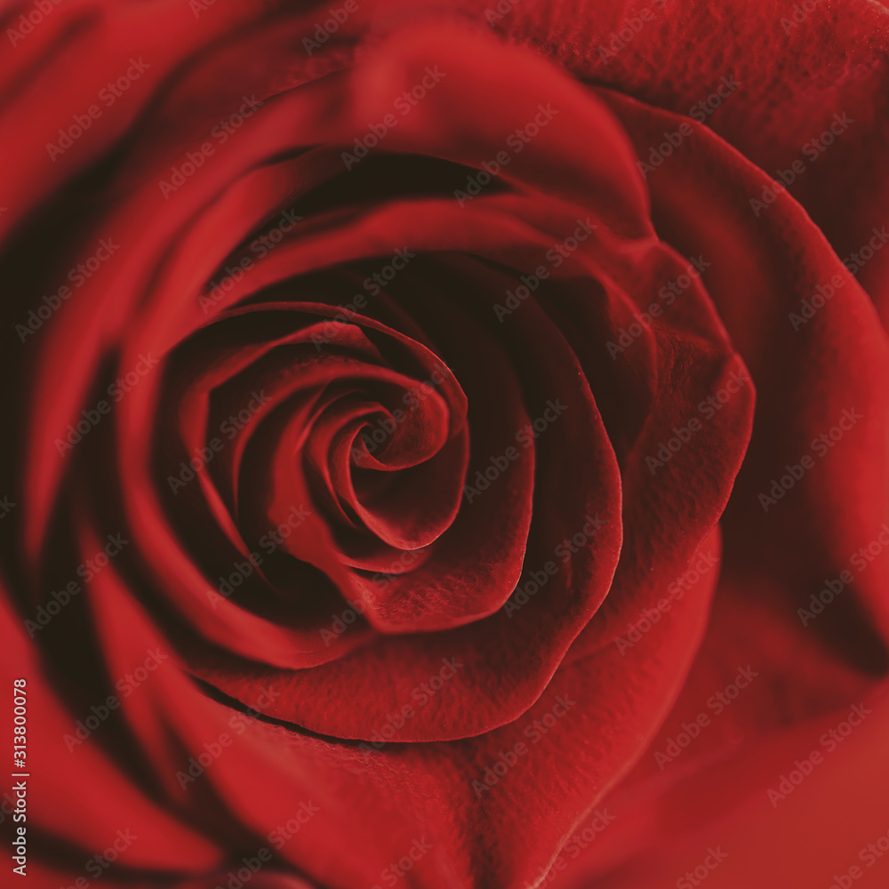 Beautiful Red rose on red background, Love concept, Valentine's day. Mother's day. macro photo. Close up, selected focus. Beautiful Red rose on red background, Love concept, Valentine's day. Mother's day. macro photo. Close up, selected focus.