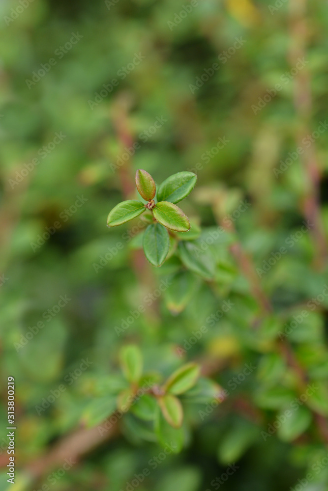 Fototapeta premium Bearberry cotoneaster Skogholmen