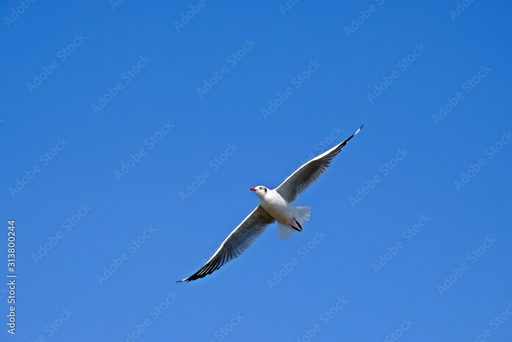 Obraz premium A seagull fully spread its wings on blue sky.