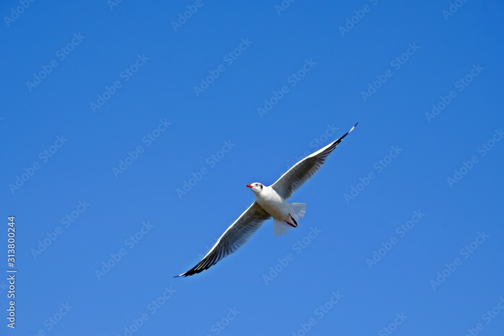A seagull fully spread its wings on blue sky.