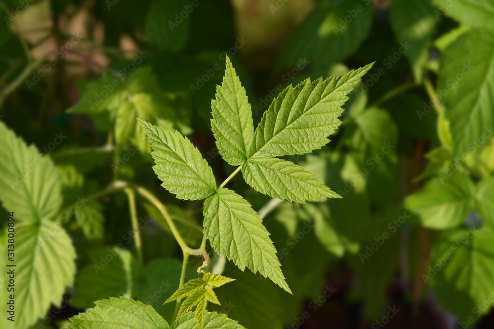 European red Raspberry European red Raspberry