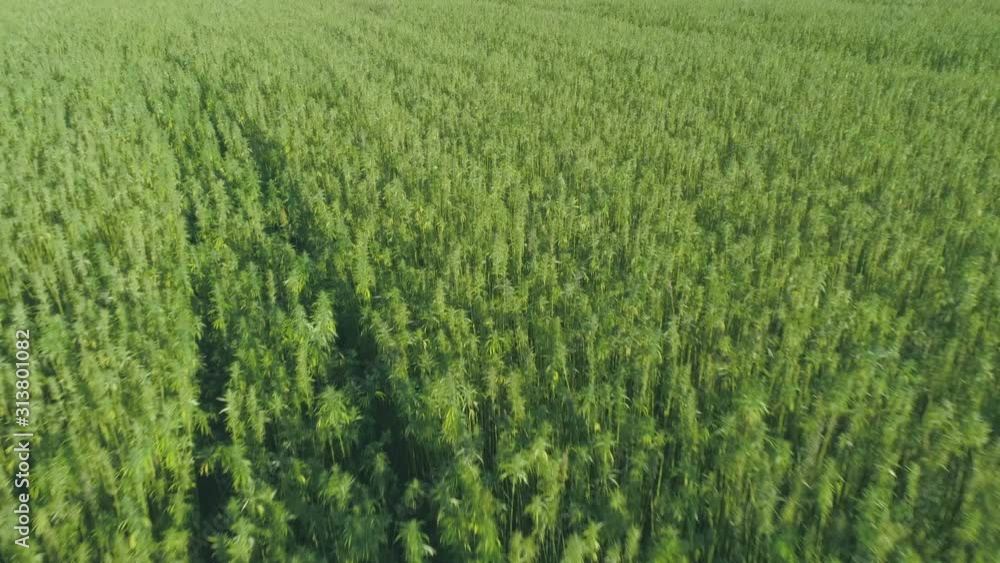 Aerial: Large Hemp Marijuana Field Drone Fly-Over Aerial: Large Hemp Marijuana Field Drone Fly-Over
