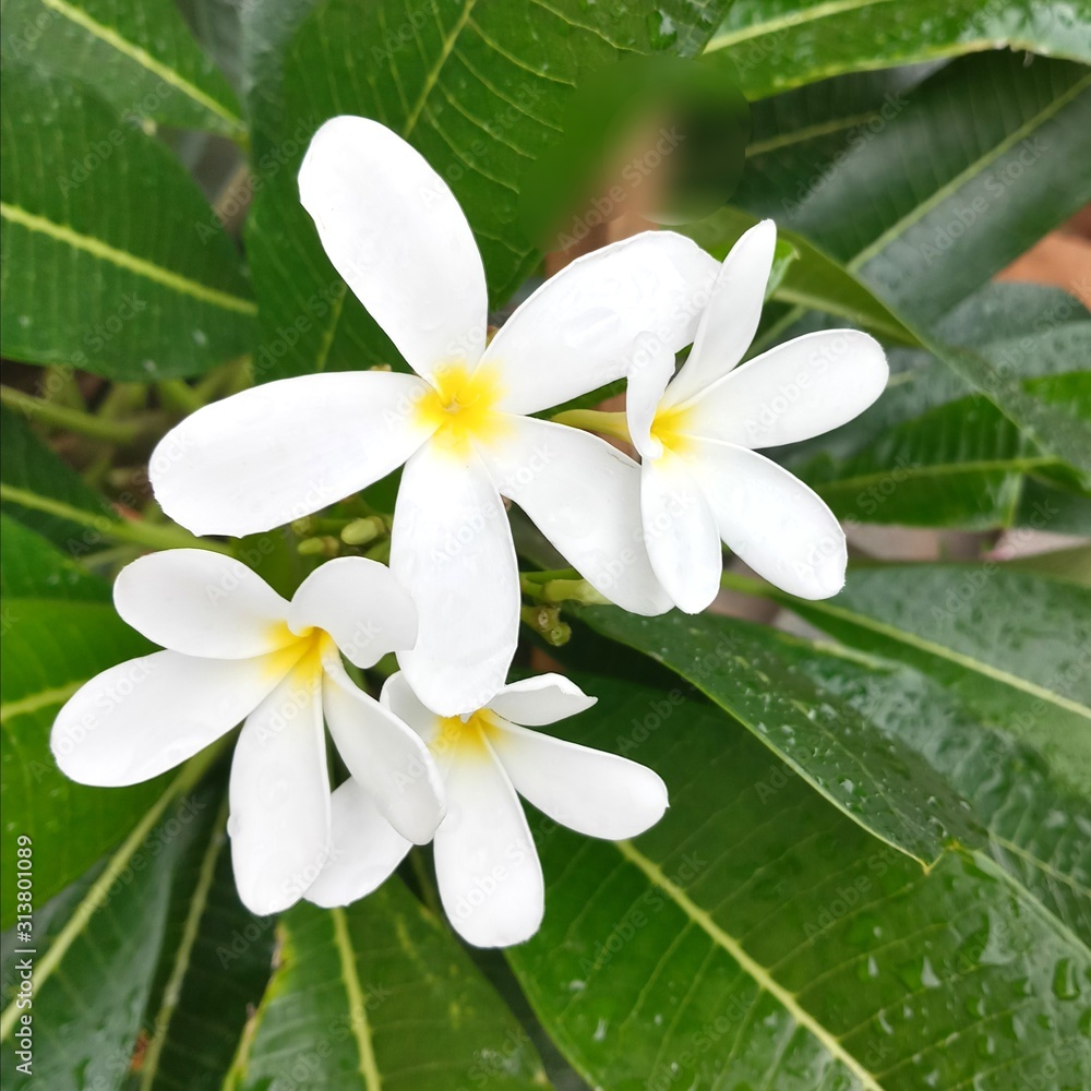 Obraz premium white plumeria flower on green background