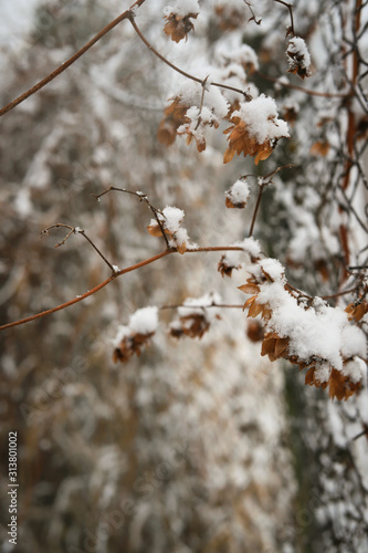 snow-covered plants in winter close-up