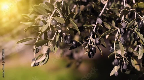 Olive branches with black olives swing in the wind against the evening sun.