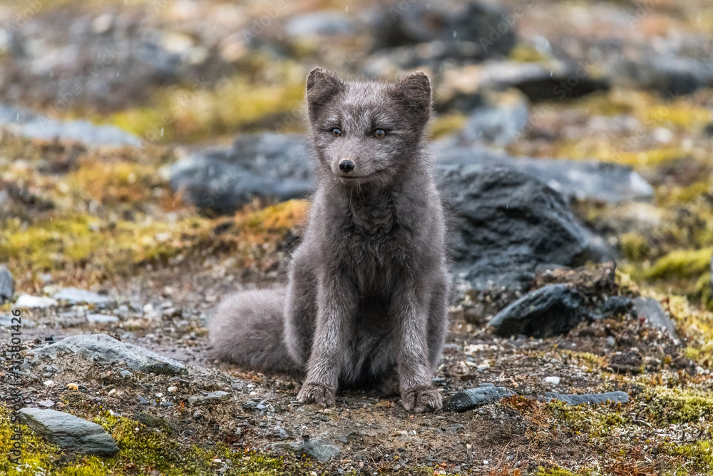 neugieriger Blaufuchs auf Spitzbergen neugieriger Blaufuchs auf Spitzbergen